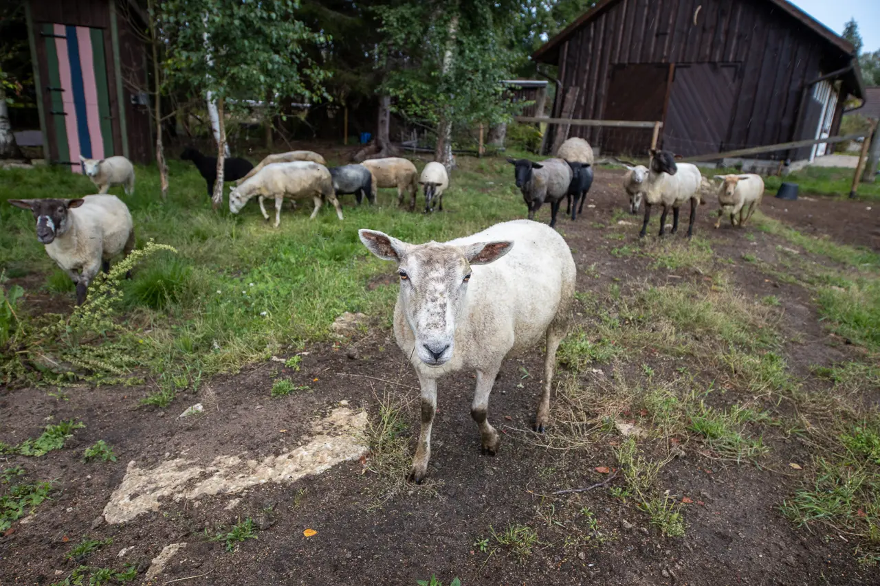 Lohjaoja puhkemajad — Lahemaa